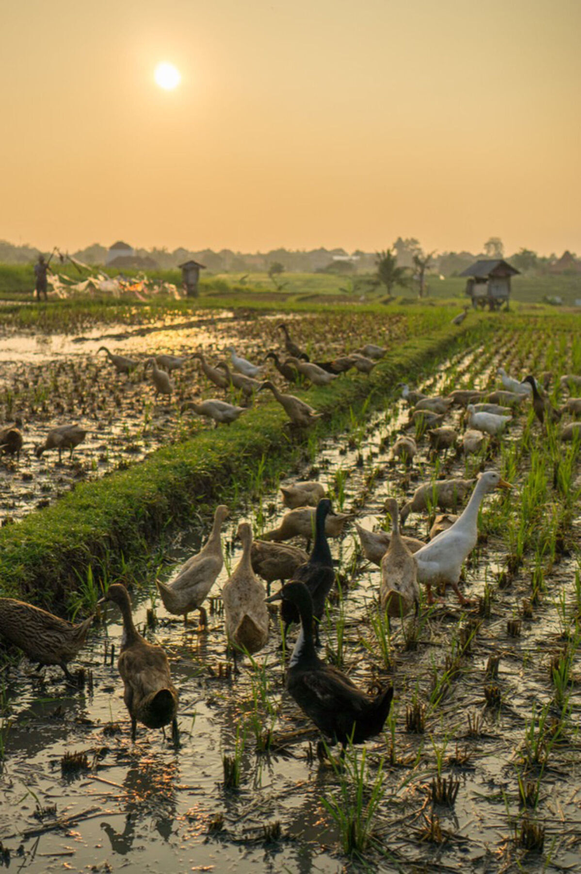 Sotis Villas Canggu Екстериор снимка